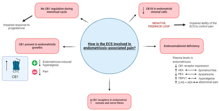 The involvement of the ECS in endometriosis-associated pain. The impaired response to progesterone in endometriosis potentially occurs as a result of CB1 regulation not occurring during menstruation. When present in endometriotic growths, the activation of CB1 decreases endometriosis-induced hyperalgesia while its blockage results in decreased pain. Increased levels of CB1 receptors have been noted in the endometrial somata and nerve fibres. An endocannabinoid deficiency in endometriosis is demonstrated in plasma levels, where there is an increased level of TRPV1 (linked with hyperalgesia) and 2-AG and AEA (linked with abdominal pain). In contrast, decreased levels of CB1 receptor expression and PEA (linked with dyspareunia) are also recognized as the defining features of an endocannabinoid deficiency. The decreased level of CB1 receptors in endometrial stromal cells is suggested to cause a negative feedback loop, possibly impairing the ability of the ECS to control pain. Abbreviations: ECS = endocannabinoid system; CB1 = cannabinoid receptor 1; 2-AG = 2-arachidonoyl glycerol; AEA = anandamide; PEA = palmitoylethanolamide.