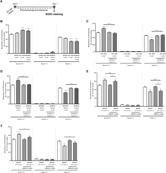 BDNF-CB2R crosstalk regulates DG self-renewal. CB2R selective and non-selective activation increased DG self-renewal capacity, an effect abrogated by endogenous BDNF removal. Conversely, BDNF-mediated increase in DG self-renewal was dependent on CB2R, but not CB1R, modulation. (A) Schematic representation of the experimental protocol used to study cell-fate. Day 0 represents the day of cultures where the DG cell suspension was treated with the drugs for 24 h. (B–F) Bar graphs depict the percentage of Sox2+/+, Sox2+/–, Sox2–/– cell pairs expressed as percentage of total cells per culture. Data are expressed as mean ± SEM. n = 3–7. ∗p < 0.05, ∗∗p < 0.01, and ∗∗∗p < 0.001 using Dunnett’s multiple comparison test. ns, non-significant.