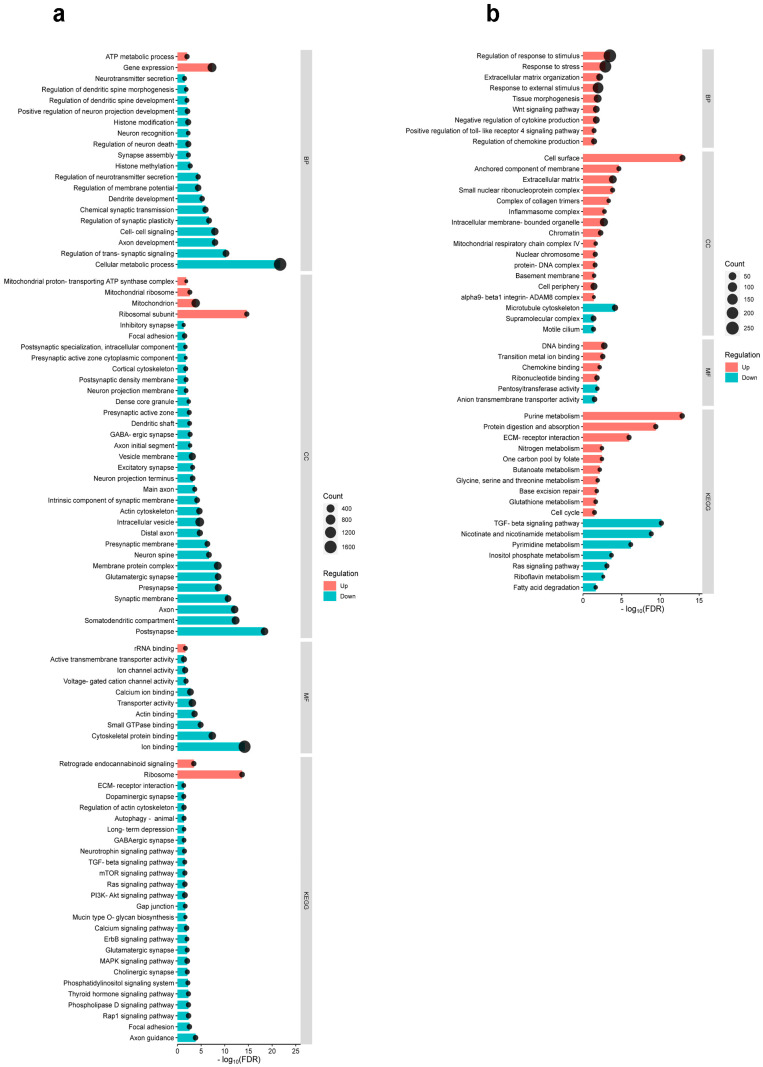 GO enrichment analysis reveals distinct molecular signaling pathways activated by thermal injury and formalin-induced inflammatory pain in the S1 cortex. (a) The bar–dot plot illustrates the results of the GO terms and KEGG pathway enrichment analysis of the DEGs in the S1 cortex in response to BI compared to the control. (b) The bar–dot plot illustrates the results of the GO terms and KEGG pathway enrichment analysis of the DEGs in the S1 cortex in response to formalin-induced inflammation compared to the control. The vertical axis lists the terms, while the horizontal axis displays the transformed false discovery rate (−log10(FDR)). Upregulated terms are depicted in red and downregulated terms in blue based on the ratio of the numbers of up- and downregulated genes in each entry. Line lengths indicate the significance level, and dots represent the number of genes. Abbreviations: BP, Gene Ontology biological process; CC, Gene Ontology cellular compartment; MF, Gene Ontology molecular function; KEGG, Kyoto Encyclopedia of Genes and Genomes.