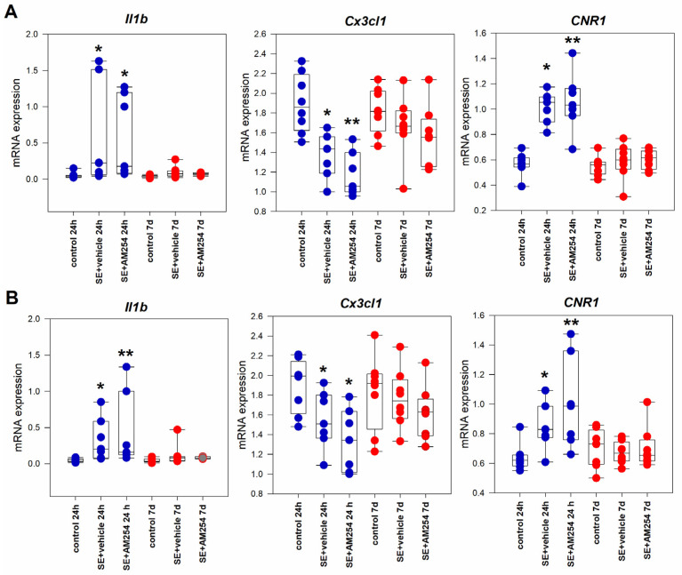 Il1b, Cx3cl1, and CNR1 mRNA expression in the somatosensory (A) and frontal (B) cortexes 24 h and 7 days after SE in rats with no SE (control), vehicle-treated treated rats (SE + vehicle), and AM251-treated rats (SE + AM251). Data are presented as medians with interquartile ranges; dots represent individual values for each rat. * statistically significant differences at p < 0.05; ** statistically significant differences at p < 0.005, in comparison with the corresponding control group, Kruskal–Wallis test.