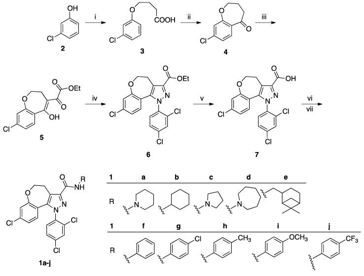 Synthetic route to compounds 1a–j. Reagents and conditions: (i) NaOH, gamma-butyrrolactone, 170 °C, 5 h; (ii) Polyphosphoric acid, 90 °C, 1.5 h; (iii) Na, dry EtOH, (COOEt)2, room temperature, 1.5 h; (iv) 2,4-Cl2-C6H3NHNH2·HCl, EtOH, reflux., 1.5 h; (v) KOH, MeOH/H2O, r.f.x., 12 h; (vi) 1-ethyl-3-(3-dimethylaminopropyl)carbodiimide hydrochloride, 1-hydroxybenzotriazole, CH2Cl2, r.t., 0.5 h, then R-NH2, triethylamine, dichloromethane, r.t., 1–2 h.