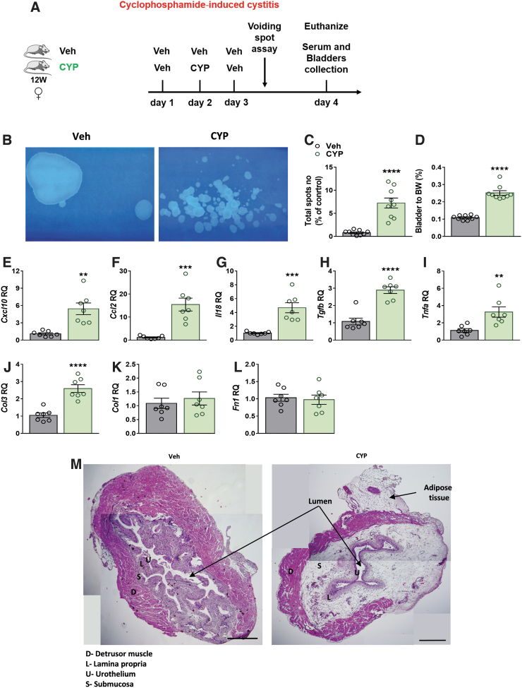 CYP-induced cystitis exacerbates micturition events and bladder inflammation. CYP-induced cystitis—experimental design (see the Materials and Methods section; A). CYP-induced cystitis elevated micturition events (B, C), bladder-to-BW ratio (D), and bladder mRNA expression levels of inflammatory markers (E–I). The mRNA levels of fibrotic markers showing elevation in expression of Col3 (J), but not Col1 and Fn1 (K, L), following injection of CYP. Representative panoramic H&E staining of bladders from each group, original magnification×5, scale bar—500 μm (M). Data represent the mean±SEM. For (C, D), n=9 mice per group, and for (E–L), n=7 mice per group. **p<0.01, ***p<0.001, and ****p<0.0001. BW, body weight; CYP, cyclophosphamide; H&E, hematoxylin and eosin; mRNA, messenger RNA; SEM, standard error of mean; Veh, vehicle.