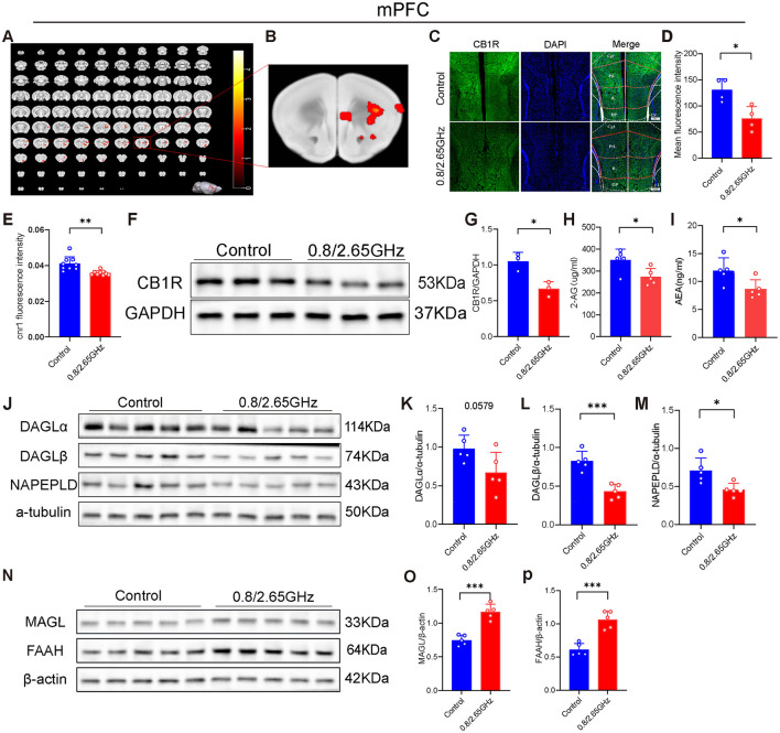Effects of 0.8/2.65 GHz dual-frequency electromagnetic radiation on the endocannabinoid system in the mPFC of male mice. (A, B) Functional magnetic resonance imaging (fMRI) detection of the effects of dual-frequency EMR on brain activity in mice, showing whole-brain scans and a schematic diagram of the mPFC (n = 12/group). (C) Representative immunofluorescence images showing CB1R, DAPI, and merged images. (D) Average fluorescence intensity of CB1R in the mPFC (n = 4/group). (E) q-PCR analysis of cnr1/β-actin gene expression in the mPFC (n = 9/group). (F) Western blot images showing target protein CB1R and internal control GAPDH in mPFC. (G) Statistical analysis of CB1R/GAPDH Western blot results in the mPFC (n = 3/group). (H, I) ELISA analysis of 2-AG and AEA molecules in the mPFC (n = 5/group). Effects of EMR on cannabinoid synthesis enzymes in the mPFC: (J) Western blot results for target proteins (DAGLα, DAGLβ, NAPEPLD) and internal control α-tubulin in the mPFC, and (K–M) statistical analysis of Western blot results for (DAGLα, DAGLβ, NAPEPLD)/α-tubulin in the mPFC (n = 5/group). (N–P) Effects of EMR on cannabinoid hydrolase in the mPFC. Western blot results of target proteins (MAGL, FAAH) and internal control β-actin in the mPFC (N), and statistical analysis of (MAGL, FAAH)/β-actin Western blot results in the mPFC (O, P) (n = 5/group). All data are expressed as means ± SEM, *p < 0.05, **p < 0.01, ***p < 0.001. All results were analyzed using the unpaired t-test.