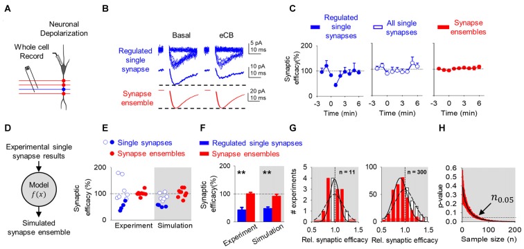 Endocannabinoid (eCB)-mediated synaptic depression can be observed at single synapses, but it is concealed at multiple synapses and synapse ensembles. (A) Scheme representing a whole-cell recorded CA1 pyramidal neuron and schaffer collaterals (SC) minimal stimulation. (B) Representative EPSC traces showing successes and failures in neurotransmitter release during minimal stimulation (blue, top traces), their average trace (blue, middle traces) and average EPSC obtained by bulk SC stimulation (red, bottom traces) before (basal) and after neuronal depolarization (ND) that stimulate eCB release (eCB). (C) Relative synaptic efficacy (from basal) vs. time in depressed single synapses, all single synapses, and all synapse ensembles. Zero time indicates eCB release by ND. (D) Monte Carlo scheme of synapse ensemble depolarization-induced suppression of excitation (DSE) using single synapse data. (E) Relative synaptic efficacy (from basal) after ND-evoked eCB release. Individual experimental and simulated data of regulated (blue circles) and unregulated (white circles) single synapses and synapse ensembles (red circles). (F) Average experimental and simulated data of regulated single synapses (blue bars) and synapse ensembles (red bars). (G) Histogram distributions of simulated normalized synaptic efficacy of amplitude baseline (white) with modulated (red) data for n = 11 (left) and n = 300 (right). (H) Computational model-predicted p-value vs. sample size. Data are represented as mean ± SEM. **p < 0.01.