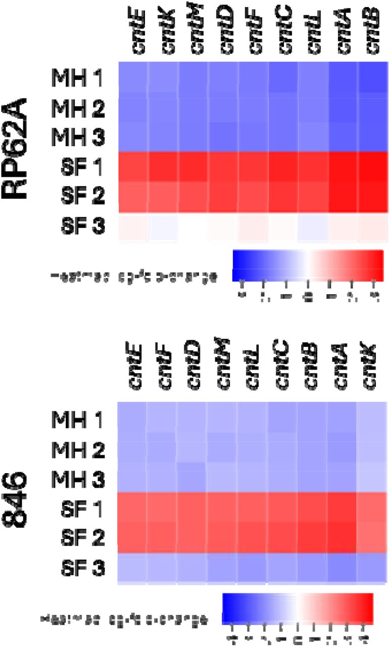 Change in expression of the cnt operon after exposure to Mueller Hinton (MH) or Synovial Fluid (SF) in S. epidermidis RP62A and 846. Rows are independent biological replicates, with SF1 and SF2 being samples from PJI patients, and SF3 from a patient without PJI.