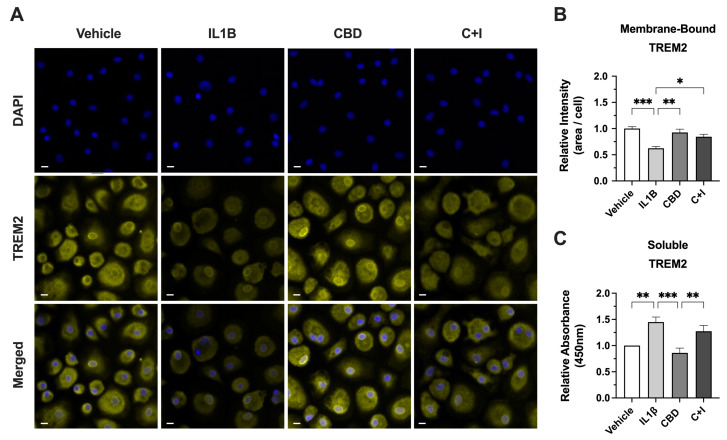 CBD increases membrane-bound TREM2 and reduces sTREM2 in MDMs from PWH. (A) Representative images of MDMs from HIV+ Naïve background immunostained for membrane-bound TREM2 following 24 h treatment with IL1Β (20 ng/mL), CBD (30 µM), or C + I. (B) Relative TREM2 intensity for immunostained MDMs treated with IL1Β, CBD, or C + I. (C) Relative absorbance for sTREM2 measured via ELISA in media collected from cultured MDMs treated with IL1Β, CBD, or CBD + IL1B (C + I). Scale bars represent 10 μM. Data normalized to vehicle controls and presented as mean ± SEM and analyzed using one-way ANOVA with Holm–Sidak’s multiple comparisons tests; n = 3–4 per condition; * p < 0.05, ** p < 0.01, *** p < 0.001.