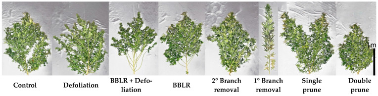 Effect of architecture-manipulation treatments on visual appearance of medical cannabis plants at chemical maturation. BBLR—Removal of leaves and branches from the bottom part of the plant; 1° Branch removal—removal of primary branches; 2° Branch removal—removal of secondary branches. The treatments are detailed in Section 3.2.