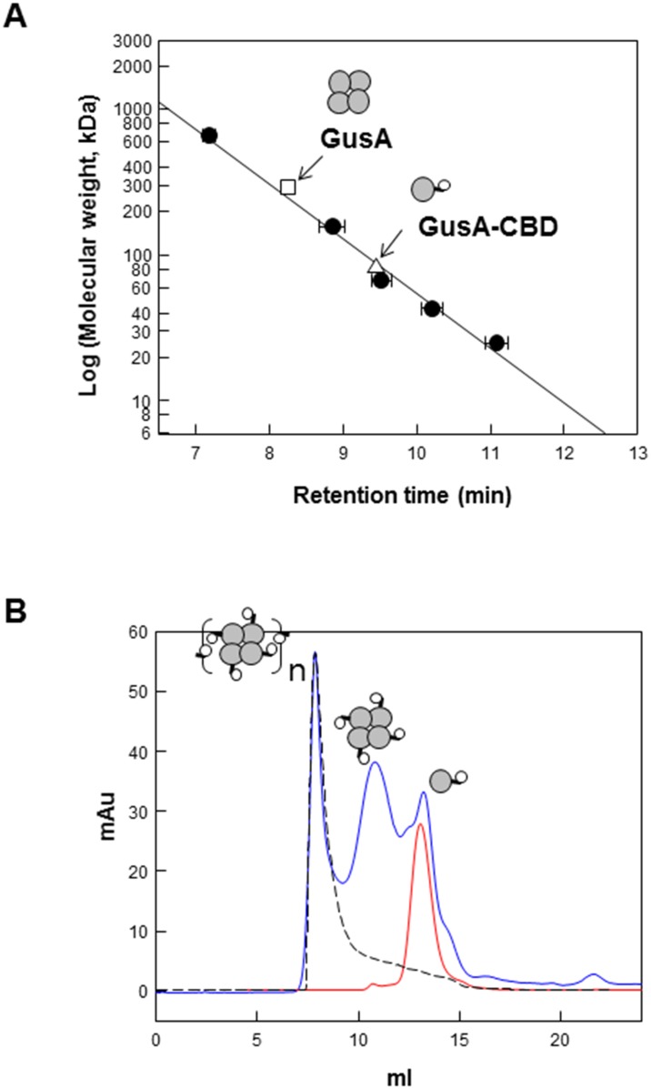 Determination of molecular mass of native GusA and GusA-CBD.(A) Determination of molecular mass of native GusA and GusA-CBD by using gel filtration chromatography. Thyroglobulin (669 kDa), aldolase (158 kDa), albumin (67 kDa), ovalbumin (43 kDa), and chymotrypsinogen A (25 kDa) were used as reference proteins (closed circles); GusA (open triangles); and GusA-CBD (open squares). Data represent the means of three experiments and error bars represent standard deviation. (B) Determination of native molecular weight of GusA-CBD (red line) and oligomer of GusA-CBD (blue line) after incubation for 12 h at 4°C. Blue dextran was used to determine the void volume (black dashed line).