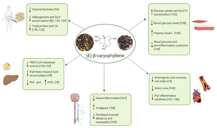 Positive effects of BCP on metabolic and neurological disorders. Scheme created with BioRender.com. ↓: reduction; ↑: increase; LDL: Low density lipoproteins; HMG-CoA: Hydroxy methylglutaryl-Coenzyme A; FAS: fatty acid synthase; ATGL: adipose triglyceride lipase; GLUT4: glucose transporter 4.