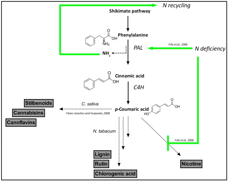Schematic representation of N role in secondary metabolism in hemp. Tobacco’s pathways are shown for comparative purposes. Abbreviations: PAL = Phenylalanine ammonia lyase; C4H = Cinnamate-4-hydroxylase.