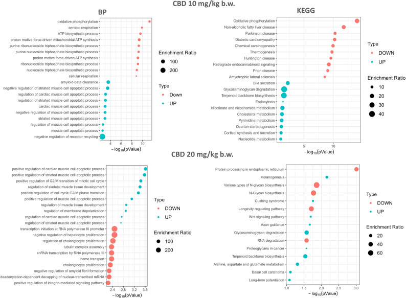 Top 10 Biological processes and KEGG pathways enriched by genes differentially expressed in the hippocampus of long-term CBD-treated vs. control mice (only doses of 10 and 20 mg/kg b.w. CBD)