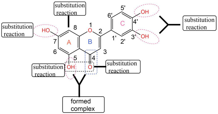 Structural modification of luteolin (43).