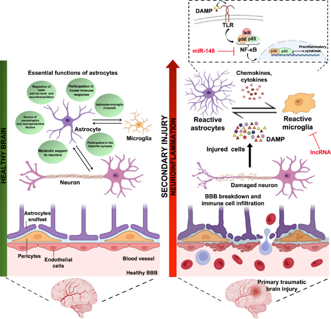 Summarized cellular and molecular events after TBI.The cascade of events following TBI involves the activation of microglia, astrocytes, pericytes, and endothelium. Released DAMPs activate PRR-like Toll-like receptors and others. Potential strategies aimed to block this pathway resulted effective in experimental models of TBI. Created with BioRender.com. BBB: Blood–brain barrier; DAMP: damage-associated molecular patterns; IκB: inhibitor of kappa B; NF-κB: nuclear factor kappa-light-chain-enhancer of activated B cells; TBI: traumatic brain injury; TLR: Toll-like receptor.