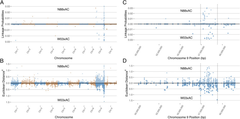 Mapping the PM2 locus using BSR-Seq in both N88xAC (top half) and W03xAC (bottom half) F1 segregating populations. Pink Pepper genome was used as reference (GenBank assembly GCA_029168945.1). (A) BSR-Seq mapping using the Bayesian implementation to estimate the probability of SNPs linked to PM2 resistance. (B) BSR-Seq mapping using the Euclidean distance (ED) metric. ED values for each SNP have been raised to the 4th power to increase signal to noise ratio. Alternating colours denote chromosomes in (A, B). Both Bayesian (C) and ED (D) metrics identify a region on chromosome 9 between 57,417,178bp and 59,418,457bp containing SNPs associated with PM2 resistance. Vertical dashed lines denote the boundaries of the PM2 associated region, defined by increased Bayesian probability and ED scores.