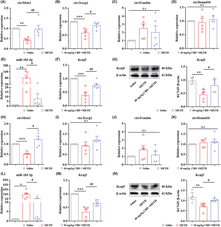 circMeis2‐miR‐183‐5p‐Kcnj5 network involves the positive effects of CBD on treating METH‐induced CPP reinstatement and behavioral sensitization in mice. (A–D) circRNAs expression in the NAc of CPP mice. (E) miR‐183‐5p expression in the NAc of CPP mice. (F,G) Kcnj5 expression in the NAc of CPP mice. (H–K) circRNAs expression in the NAc of behavioral sensitized mice. (L) miR‐183‐5p expression in the NAc of behavioral sensitized mice. (M,N) Kcnj5 expression in the NAc of behavioral sensitized mice. *p < 0.05, **p < 0.01, ***p < 0.001; # p < 0.05, ## p < 0.01. All data were analyzed by one‐way ANOVA followed by Tukey's multiple comparison test; all values are presented as the mean ± SEM (n = 5).