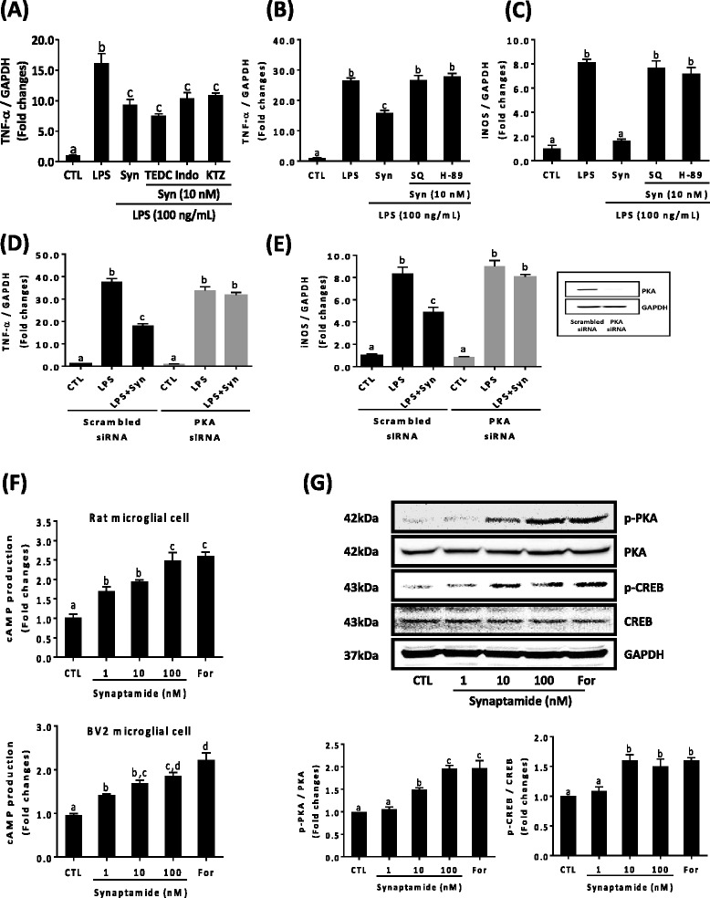 Involvement of cAMP/PKA signaling in the suppression of LPS-induced TNF-α expression by synaptamide. Microglia cells were incubated with LPS (100 ng/mL) and 10 nM synaptamide, and levels of TNF-α and iNOS mRNA were determined by qPCR at 1 h after incubation. 5-, 12-, 15-LOX inhibitor (2-TEDC, 10 μM); COX inhibitor (Indo, 10 μM); P450 inhibitor (KTZ, 10 μM) (a); adenylyl cyclase inhibitor (SQ 22536, 10 μM); and PKA inhibitor (H-89, 10 μM) (b, c) were added 30 min prior to LPS treatment. BV2 murine microglia cells were transfeted with PKA siRNA or scrambled control RNA for 48 h prior to the treatment with LPS (100 ng/mL) and synaptamide (10 nM) for 1 h (d, e). Successful knockdown of PKA expression is indicated in the inset. PKA primary rat microglia (f, upper) and BV2 (f, bottom) cells were treated with synaptamide (1–100 nM) or forskolin (For, 10 μM) as a positive control for 15 min, and cAMP levels were measured. BV2 cells were incubated with synaptamide at the indicated concentration for 30 min and subjected to immunoblot analysis using antibodies that specifically recognize phosphorylated and non-phosphorylated PKA, CREB (g). Graph values are mean ± SEM of protein levels of p-PKA/p-CREB relative to PKA/CREB, respectively (n = 3). Means designated with the same letter are not significantly different