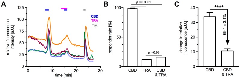 Application of the TRPV2-blocker TRA provided further evidence for functionality of TRPV2 in HTPCs during Ca2+ imaging. (A) In presence of CB1 and CB2 blockers (AM251 and AM630), application of TRPV2 activator CBD (10 µM) led to a transient increase in intracellular Ca2+ that could partially be blocked by TRA (10 µM). Graph shows original traces of four representative cells; three individual donors were analyzed. In all experiments, trypsine (1‰) served as positive control. (B) The total rate of responding cells upon CBD application was 99.0 ± 0.6% (25 cells from 3 donors). TRA application elicited transients in 12% of the analyzed cells and combination with CBD led to a responder rate of 16% (25 cells from 3 donors). The data were analyzed using Fisher’s exact test. (C) Application of TRA significantly reduced the measured changes in fluorescence intensity compared to the initial CBD-induced Ca2+ transients (**** p < 0.0001; 25 cells from 3 donors).