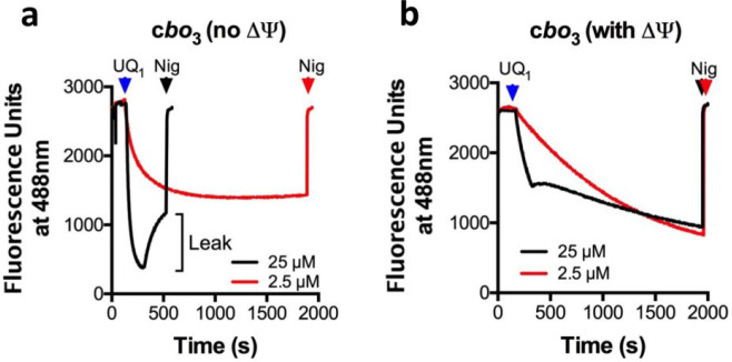 LAiR reveals regulatory mechanisms of cytochrome bo3. a and b, Liposome acidification by reintegrated cbo3 monitored by quenching of the ACMA fluorescence using the experimental system shown in Figure 1c. Typically, as protons are pumped into the proteoliposome lumen, an electrochemical gradient is formed across the membrane. Nigericin collapses any H+ gradient completely. a, Proton pumping by cbo3 in the presence of valinomycin. Valinomycin exchanges one K+ for every H+ entering the proteoliposome, thus abolishes ΔΨ (membrane potential) (i.e., absence of back-pressure on cbo3); b, Proton pumping by cbo3 in the absence of valinomycin (i.e., presence of increasing membrane potential and back-pressure on cbo3). Various concentrations of Ubiquinol-1 (UQ1H2) were used to start the reaction as shown. cbo3 proteoliposomes were prepared using LAiR after a 30 min time period. For each experiment 3 biological replicates were performed with representative results shown.