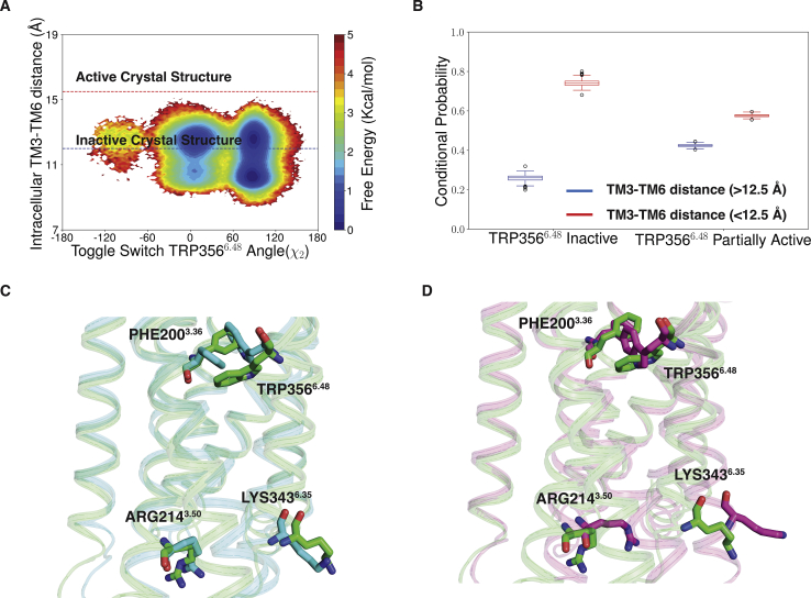Movement of intracellular TM6 due to TRP3566.48rotation.A, MSM weighted free energy landscape to capture toggle switch TRP3566.48 (TM6) χ2 angle and intracellular TM6 movement of CB1. Intracellular TM6 movement is measured ARG2143.50-Cα (TM3) and LYS3436.35-Cα (TM6). B, box plot to show the probabilities of intracellular TM6 movement with TRP3566.48 in inactive and partially active condition. Data distribution in box plot is generated with 200 rounds of bootstrap sampling with 80% of total number of trajectories (Experimental procedures section). C and D, representative structure from partial active minima (color: green) is superimposed with inactive (color: cyan) (C) and active (color: pink) (D) structure of CB1 to depict the toggle switch movement and intracellular movement. MSM, Markov state model; TM6, transmembrane helix 6.
