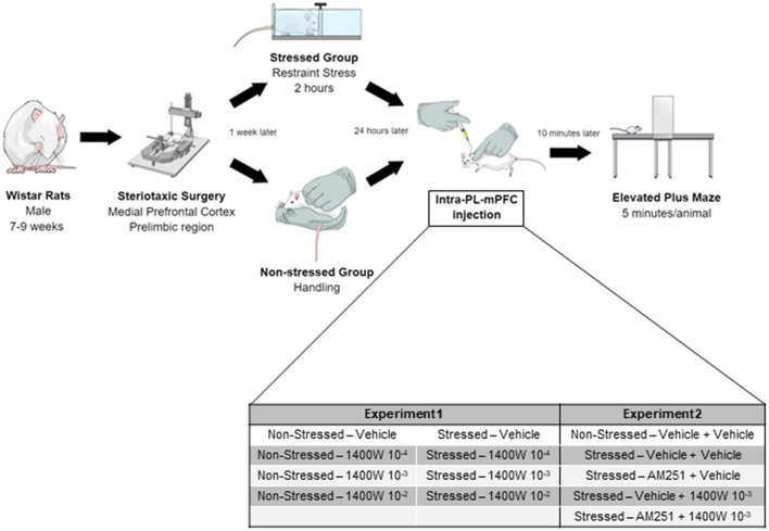 Timeline of all procedures performed. Stereotaxic surgery was performed to cannulae implantation into the PL-mPFC of all animals. After 1 week, the stressed groups were submitted to 2 h of restraint stress. The following morning, the animals received the intra-PL-mPFC injections and, after 10 min, were tested in the EPM. In experiment 2, the second injection was performed 5 min after the first one.
