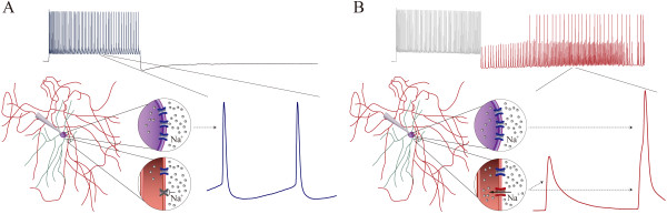 A diagram shows the conversion of silent voltage-independent sodium channel into active one in the axon of a GABAergic neuron after AISS expression. A) illustrates the functional silence of voltage-independent sodium channels (gray) on the axon, whereas VGSCs (blue) are active for the generation of the evoked spikes. B) illustrates the active state of this voltage-independent sodium channels on the axon (red), which are responsible for generating the spikelets or early phase of full spikes in AISS. VGSCs (blue) are activated for late phase of full spikes in AISS.