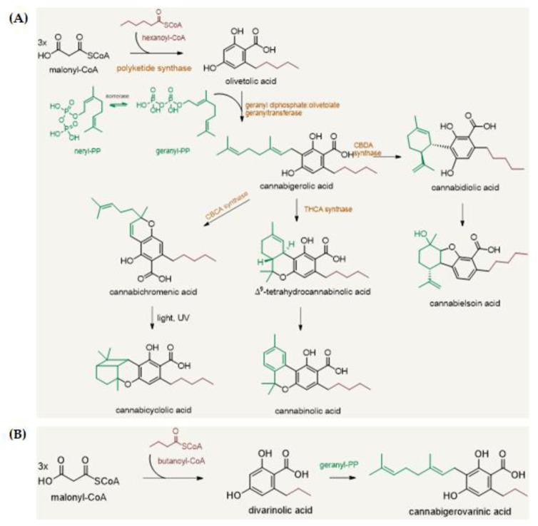 (A) General overview of cannabinoids’ biosynthetic pathway; (B) Butanoyl-CoA is involved in the biosynthesis of propyl cannabinoids, of which cannabigerovarinic acid (CBGVA) is the precursor compound.