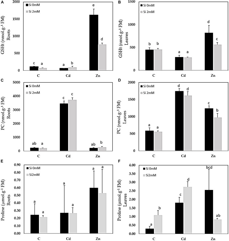 Glutathione (GSHt), phytochelatin (PC), and proline contents in roots (A,C,E) and leaves (B,D,F) of C. sativa (cv. Santhica 27). Plants were exposed for 1 week to Cd (20 μM) or Zn (100 μM) in the presence or absence of Si (2 mM) (C: control plants not exposed to HM). The different letters indicate that the values are significantly different from each other (p < 0.05; Tukey’s HSD all-pairwise comparisons).