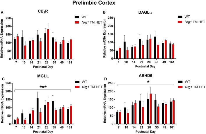 Endocannabinoid mRNA expression in the prelimbic cortex of heterozygous transmembrane domain Nrg1 mutant mice (Nrg1 TM HET mice) and wild type (WT)-like controls. Expression of mRNA for (A) CB1 receptor (CB1R), (B) diacylglycerol lipase alpha (DAGLα), (C) monoglycerol lipase (MGLL), and (D) α/β-hydrolase domain-containing 6 (ABHD6) was determined by quantitative polymerase chain reaction [y-axis, mean (±SEM) expression normalized to the geometric mean of three reference genes] and plotted by postnatal day. Main effects of “age” are indicated on graphs by asterisks (*p < 0.05, ***p < 0.001).