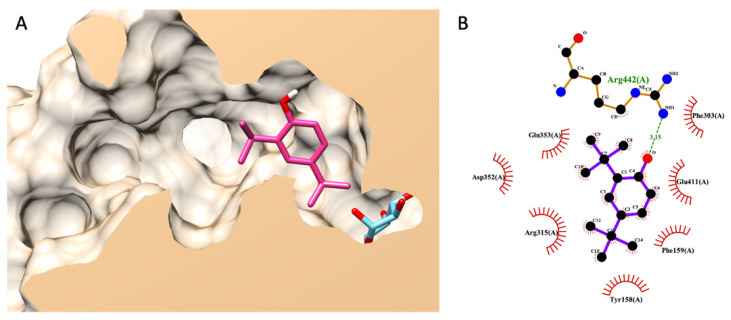 Molecular docking of DTBP. (A) exhibits a 3D diagram of DTBP (pink) and native glucose (light blue) ligands from a lateral cross-section of the glucosidase catalytic domain (PDB ID: 3a4a). (B) represents a 2D interaction diagram of DTBP and amino acids in the catalytic pocket of glucosidase.