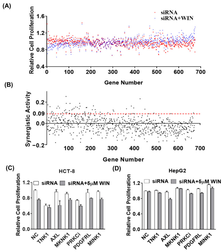 Identification of kinases that synergistically inhibit cancer cell viability with WIN55212-2 using siRNA screening technology. The siRNA libraries targeting a total of 675 human kinome genes were coated onto a cell chip. After seeding with the HepG2 cells for 24 h, the plate was added with the vehicle (0.1% DMSO) or treated with 5 μM of WIN55212-2 for an additional 48 h. The counts of live cells were calculated by staining with CellLightTM Histone 2B-GFP and visualized using an INCELL Analyzer 2000 (GE Healthcare, Parsippany, NJ, USA). (A) Relative cell proliferation of individual siRNA with or without WIN55212-2 in HepG2 cells. (B) The synergistic activity (SA) was calculated by the difference in cell proliferation rates between the single siRNA group and the targeted siRNA plus WIN55212-2 group. The relative cell proliferations of silencing six targeted siRNAs with or without WIN55212-2 in HCT-8 cells (C) and HepG2 cells (D).
