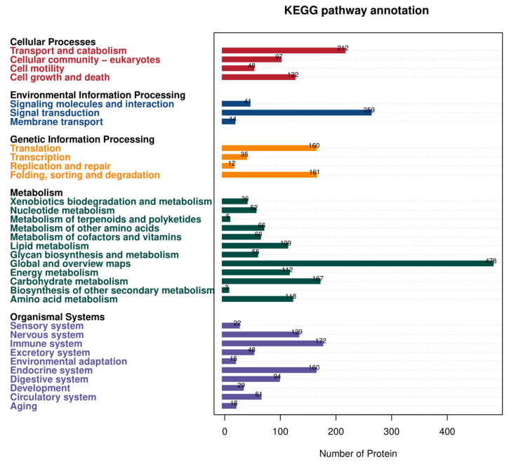 Histogram of KEGG annotation results. Horizontal coordinates represent the number of proteins, while the vertical coordinates represent the KEGG entries to which the proteins are annotated.
