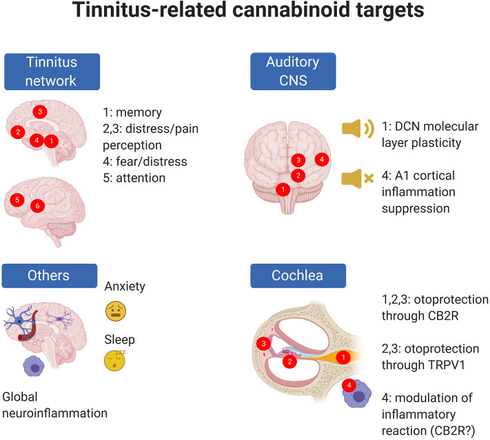 Tinnitus-related EC targets are present in the cochlea and central auditory system but also in CNS circuits altered in tinnitus; moreover, ECs may target phenomena which are known to be associated with tinnitus risk (e.g., anxiety) even though precise cellular mechanisms are uncertain. In panel “Tinnitus network,” numbers indicate as follows: 1: parahippocampal cortex; 2: ventromedial prefrontal cortex; 3: cingulate cortex; 4: amygdala; 5: dorsolateral prefrontal cortex; 6: insula (from 273). In panel “Auditory CNS” numbers indicate as follow: 1: cochlear nuclei; 2: auditory pons and midbrain; 3: medial geniculate body; 4: auditory cortex. In panel “Cochlea,” numbers indicate as follows: 1: spiral ganglion; 2: organ of Corti; 3: stria vascularis; 4: cochlear macrophages. Created with Biorender.