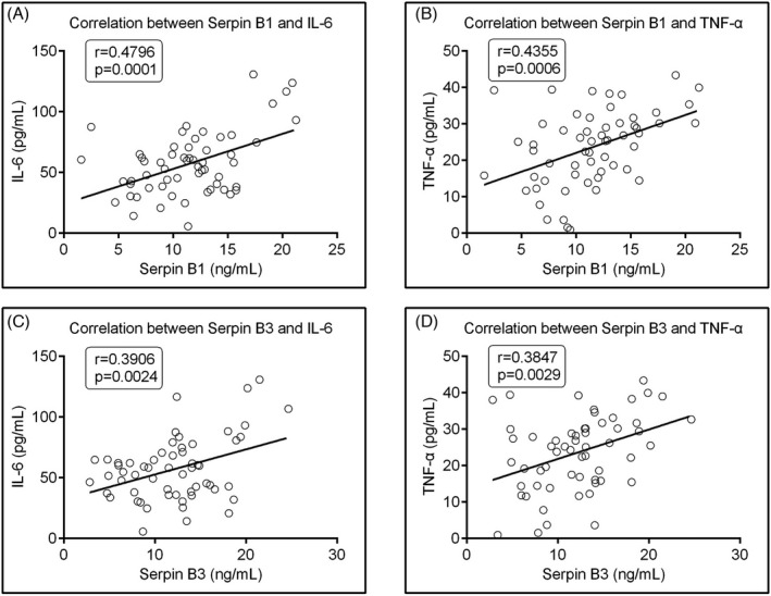Correlation analysis of SERPINB1 and SERPINB3 to two cytokines in peri‐implantitis. (A,B) SERPINB1 to IL‐6 and TNF‐α. (C,D) SERPINB3 to IL‐6 and TNF‐α were analyzed by Pearson’s correlation