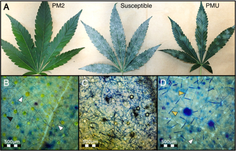 PMU and PM2-mediated response compared to a susceptible cannabis genotype at 4 wpi. (A) PM infected leaves from PM2 carrying genotype W03 (left), susceptible genotype AC (center), and PMU carrying genotype P04 (right). (B) Mycelial network (white arrows) developed on PM2 resistant genotype with no conidiophores. Black arrows denote basal trichome cells. (C) High density of conidiophore and sporulation can be seen on the susceptible genotype. (D) Low density of conidiophore (yellow arrows) generation can be seen in sporadic patches of PM mycelial growth (white arrow) on PMU.