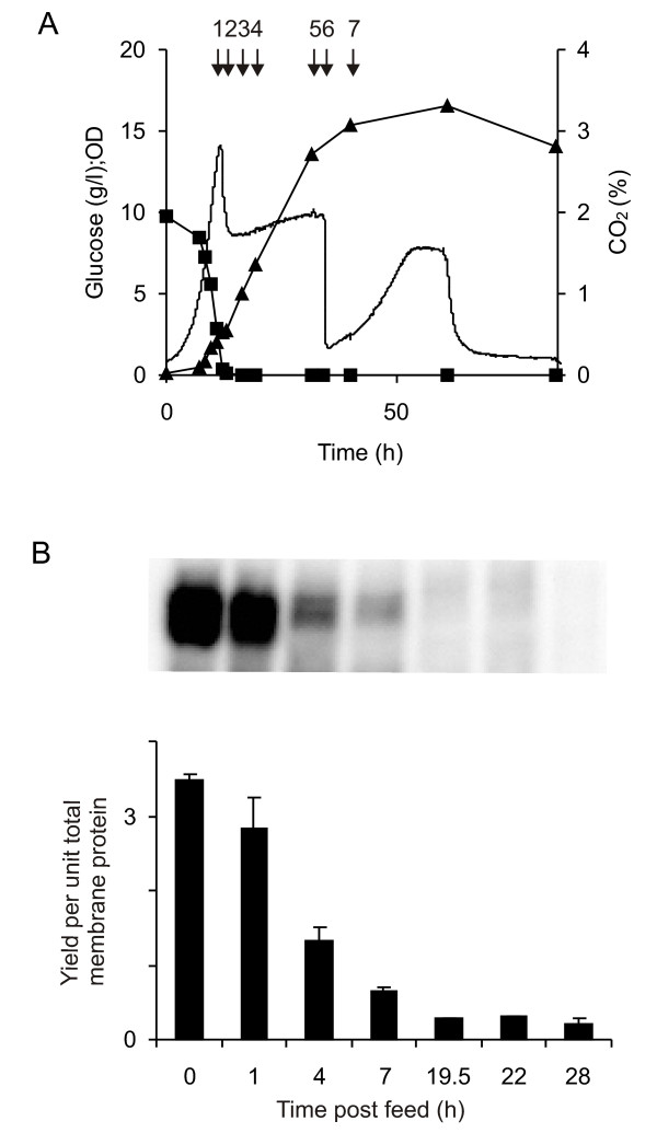 Analysis of protein yields for a wild-type strain grown under glucose fed-batch conditions in an attempt to mimic TM6*. (A) CO2 production (no symbol), glucose consumption (squares) and OD610 (triangles) show classic profiles for a fed-batch culture. Arrow 1 indicates the onset of the feed (0 h) and arrow 6 the end (22 h). (B) An immunoblot (upper panel) showing the Fps1 production at 0, 1, 4, 7, 19.5, 22 and 28 h after the onset of the feed: its quantitation (lower panel) is related to the internal standard.