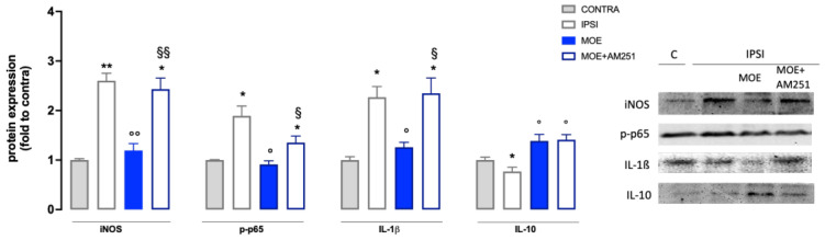 Effect of MOE on the expression of proinflammatory and anti-inflammatory mediators in the spinal cord of SNI mice. Protein levels were evaluated by western blot experiments. Representative blots are reported. CONTRA: contralateral side; IPSI: ipsilateral side. * p < 0.05, ** p < 0.01 vs. CONTRA; ° p < 0.05, °° p < 0.01 vs. IPSI; § p < 0.05 §§ p < 0.01vs. IPSI + MOE.