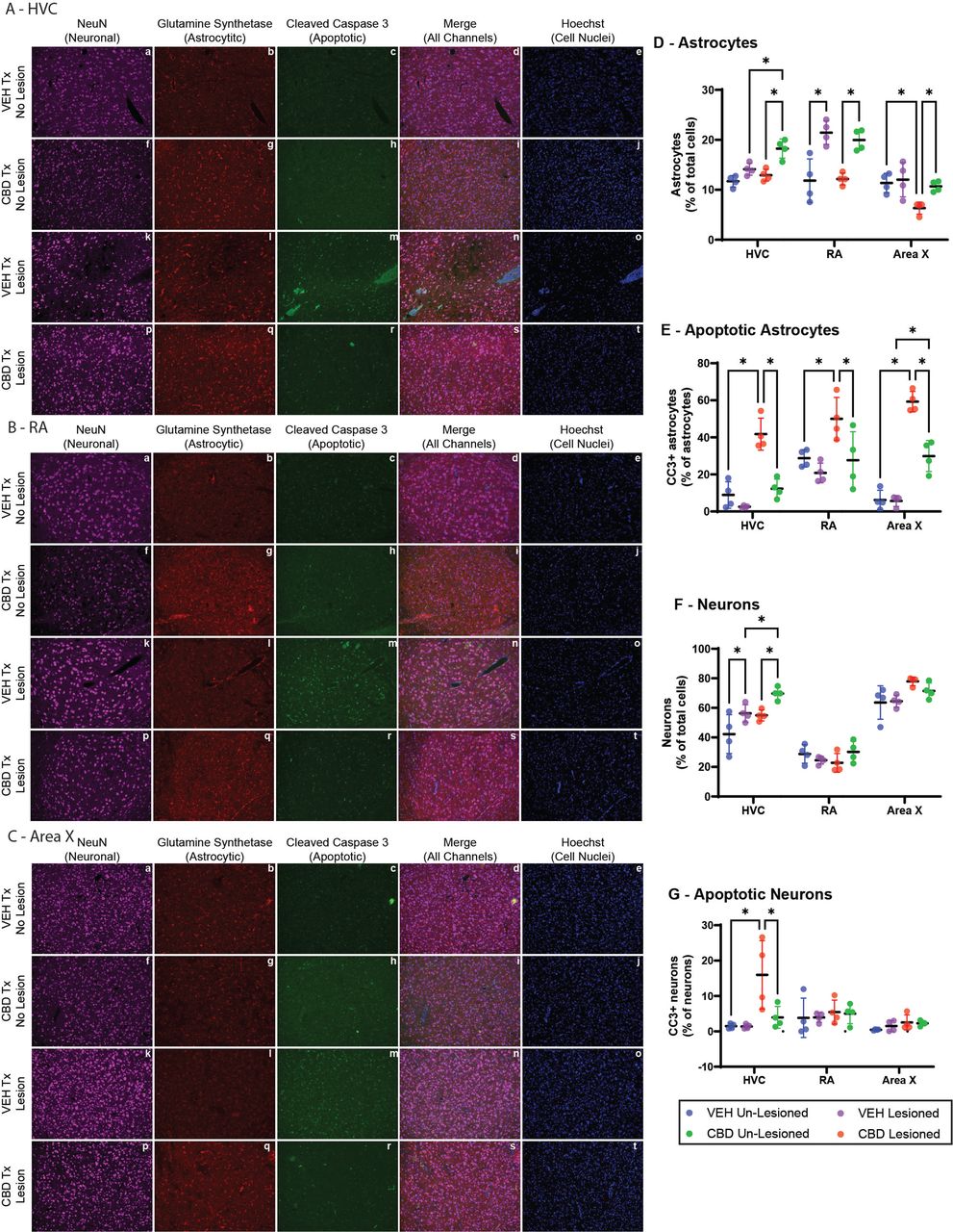 Cannabidiol (CBD) preserves astrocyte viability and reduces lesion-induced apoptosis in song control nuclei following HVC microlesions.Representative immunofluorescence images (A–C) and quantitative analyses (D–G) of NeuN (neuronal marker, magenta), glutamine synthetase (GS; astrocytic marker, red), cleaved caspase-3 (CC3; apoptotic marker, green), merged channels, and Hoechst nuclear counterstain (blue) in HVC (A), RA (B), and Area X (C) from vehicle (VEH)- and CBD-treated zebra finches. Scale bars = 200 µm. Quantitative data (D–G) depict cell populations expressed as: (D) GS+ astrocytes as a percentage of Hoechst+ cells: (E) CC3+ apoptotic cells as a percentage of Hoechst+ cells; (F) NeuN+ neurons as a percentage of Hoechst-positive cells. (D) Astrocytes (GS⁺) are significantly preserved in CBD-treated animals across HVC, RA, and Area X following lesions. (E) Apoptotic astrocytes (GS⁺/CC3⁺) are markedly reduced by CBD treatment in all three brain regions. (F) Neuronal density (NeuN⁺) shows modest preservation in HVC with CBD. (G) Apoptotic neurons (NeuN⁺/CC3⁺) remain low and largely unaffected by lesion or treatment. Data points represent individual animals (n = 4 per group. Statistical comparisons were performed using mixed-effects ANOVA with Sidak’s post-hoc test (*p < 0.05). These results demonstrate that CBD-mediated neuroprotection following focal HVC injury primarily involves enhanced astrocyte survival and suppression of apoptotic signaling in astrocytes, with secondary benefits to neuronal populations.