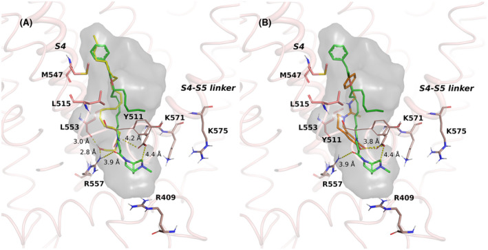 Binding mode comparison between PhAR‐DBH‐Me (green) and the endogenous agonist anandamide (yellow) (A), or the synthetic antagonist of TRPV1 receptor, capsazepine (orange) (B), in the binding pocket of TRPV1 receptor. The binding cavity is shown in grey, and relevant residues are included