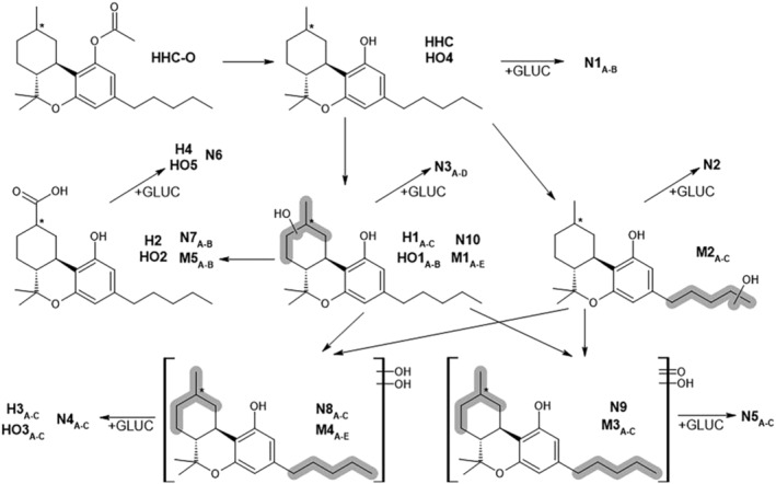 Proposed metabolic pathways of HHC and HHC‐O following duplicate 1, 3 and 5 h incubations with HHeps and analysis of authentic urine samples for HHC. Markush bonds represent the probable location of the group. * indicates the position of the chiral centre for the main (9R) and (9S) epimers.