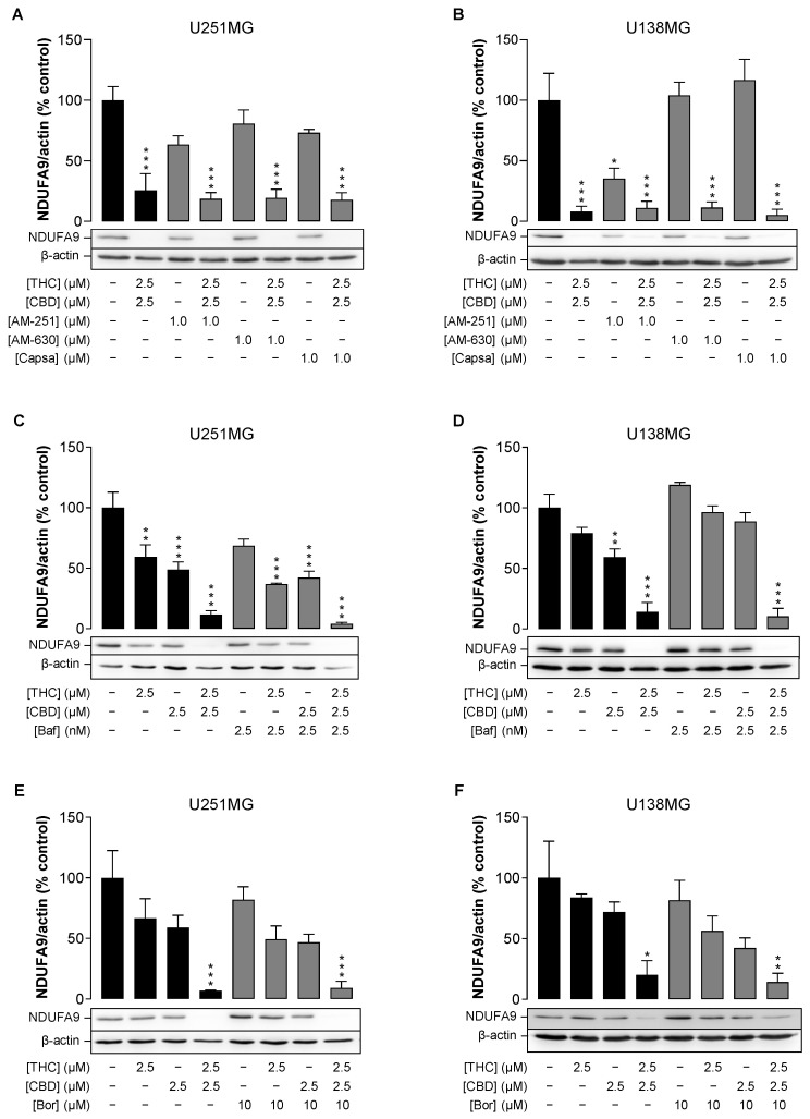 Role of cannabinoid-sensitive receptors (A,B), autophagy (C,D) and the proteasome (E,F) in downregulation of the mitochondrial subunit NDUFA9 by the combination of THC and CBD in human glioblastoma cells. U251MG and U138MG cells were incubated with selected concentrations of THC and CBD, their combination (in a ratio of 1:1) or vehicle control for 24 h. The receptor antagonists AM-251, AM-630 and capsazepine (1 µM each; panels (A,B)) were applied to the cells 1 h before the cannabinoids and inhibitors of autophagy (bafilomycin A1, 2.5 nM; panels C,D) or proteasome (bortezomib, 10 nM; panels (E,F)) were applied together with the cannabinoids. Antagonists and inhibitors were present throughout the incubation with the cannabinoids. Subsequently, cellular total protein extracts were analysed for NDUFA9 levels by Western blots. All percentage values shown refer to the vehicle control, which was set to 100%. The values shown in the bar charts are based on densitometric analyses of blots, whereby the NDUFA9 levels were normalised to β-actin. The blots shown are representative. The data in all panels are mean values ± SEM of n = 3 independent experiments per group. * p ≤ 0.05, ** p ≤ 0.01, *** p ≤ 0.001 vs. corresponding vehicle control, one-way ANOVA with Bonferroni’s post hoc test.