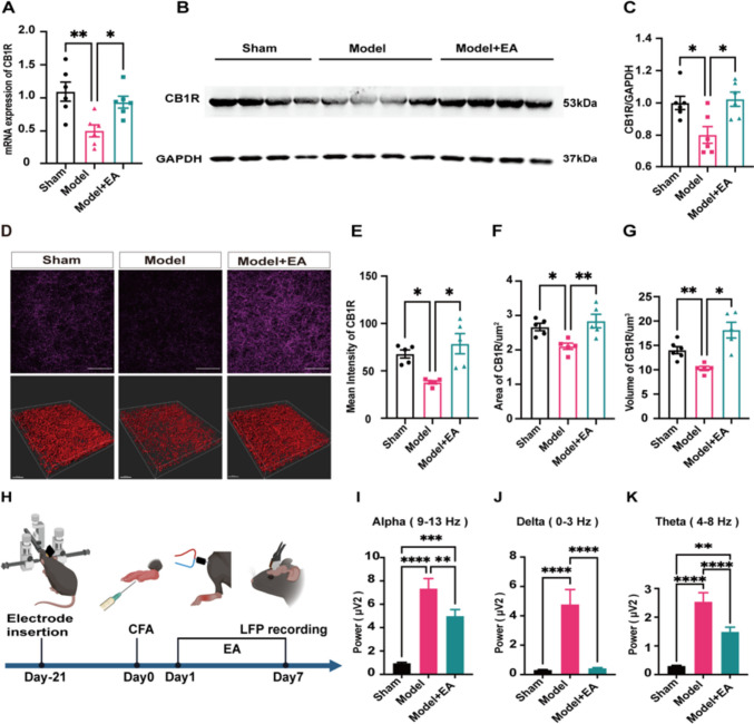 Endocannabinoids may be involved in electroacupuncture analgesia. (A) The mRNA level of CB1R in ACC was quantitatively analyzed. EA significantly increased CB1R mRNA downregulation in the ACC of model mice. Sham group: 1.09 ± 0.14, Model group: 0.5 ± 0.91, Model + EA group: 0.94 ± 0.90. (One-way ANOVA with Bonferroni test, F (2,15) = 7.5, P < 0.01. N = 6 mice for each group. ** vs. Sham group, * vs. Model + EA group). (B) Representative gel image of CB1R protein levels in ACC. (C) Statistical map of relative expression levels of CB1R protein. EA significantly increased CB1R protein downregulation in the ACC of model mice. Sham group: 1.0 ± 0.41, Model group: 0.8 ± 0.52, Model + EA group: 1.02 ± 0.44. EA significantly increased the fluorescence intensity of CB1R in the ACC of model mice. (One-way ANOVA with Bonferroni test, F (2,15) = 7.06, *P < 0.05. N = 6 mice for each group. * Sham group and Model + EA group, respectively). (D) The distribution of CB1R in ACC was displayed by immunofluorescence staining and 3D reconstruction using Imairs 9.0 software, Scale bars: 50 μm in immunofluorescence image and 30 μm in 3D reconstruction image. (E) Statistical graph of mean fluorescence intensity of CB1R in ACC. EA significantly increased the fluorescence intensity of CB1R in the ACC of model mice. Sham group: 67.82 ± 4.3, Model group: 37.91 ± 1.69, Model + EA group: 78.18 ± 10.92. (Dunnett T3 test, N = 5 mice for each group. * Sham group and Model + EA group, respectively). (F) The statistical plot represents the area of the CB1R in ACC. EA significantly increased the area of CB1R in the ACC of model mice. Sham group: 266621.32 ± 10803.03, Model group: 210534.81 ± 9188.47, Model + EA group: 283744 ± 19673.11. (One-way ANOVA with Bonferroni test, F (2,12) = 7.51, P < 0.01. N = 5 mice for each group. * vs. Sham group, ** vs. Model + EA group). (G) The statistical graph represents the volume of the CB1R in ACC. EA significantly increased the volume of CB1R in the ACC of model mice. Sham group: 145177.97 ± 6740.74, Model group: 102766.02 ± 4407.62, Model + EA group: 181473.25 ± 16117.87. (Tamhane T2 test, N = 5 mice for each group. ** vs. Sham group, * vs. Model + EA group). (H) A timeline of in vivo electrophysiological LFP recording. The electrodes were implanted in the ACC of mice by stereotaxic, and CFA was injected 21 days after recovery and EA was performed for 7 days. In vivo recording was performed at the end of EA treatment. (I) Alpha band in local field location recording. EA modulated the abnormal elevations in the alpha, bands. Sham group: (0.93 ± 0.10)*10–6, Model group: (7.32 ± 0.88)*10–6, Model + EA group: (4.98 ± 0.59)*10–6. (Kruskal–wallis test, ** vs. the Model + EA group, *** Sham group vs. Model + EA group, **** vs. Sham group). (J) Delta band in local field location recording. EA modulated the abnormal elevations in the delta, bands. Sham group: (0.30 ± 0.03)*10–4, Model group: (4.78 ± 1.01)*10–4, Model + EA group: (0.40 ± 0.06)*10–4. (Kruskal–wallis test, **** vs. Sham group and Model + EA group, respectively). (K) Theta band in local field location recording. EA modulated the abnormal elevations in the theta bands. Sham group: (0.29 ± 0.03)*10–5, Model group: (2.52 ± 0.33)*10–5, Model + EA group: (1.45 ± 0.17)*10–5. (Kruskal–wallis test, ** Sham group vs. Model + EA group, **** vs. Sham group and Model + EA group, respectively). (I-K) N = 3 for Sham, Model, Model + EA group. Data are presented as mean ± SEM