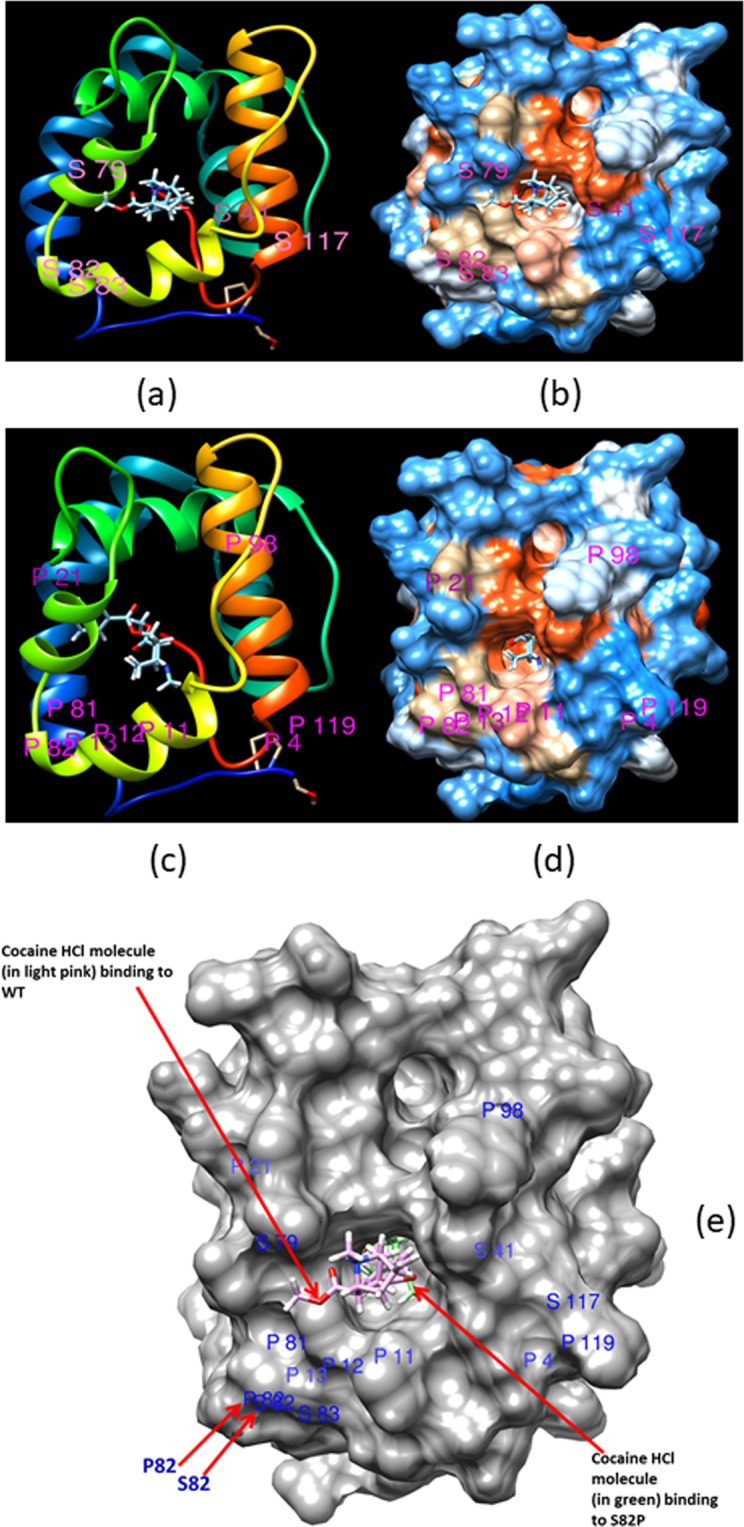 Binding of a cocaine-HCl molecule to the binding site of: (a,b) Wild type (WT) mosquito- AgamOBP1, and (c,d) AgamOBP1_mutant S82P. In (a) cartoon representation of the X-Ray structure and (b) hydrophobicity surface representation, the cocaine-HCl molecule shows does not fit into the WT AgamOBP1 binding pocket, but in (c), cartoon representation, (d) hydrophobicity surface representation, after substitution of residue number 82 Serine (S) with Proline (P) to produce the mutant S82P, the cocaine-HCl molecule can now fit into the binding pocket. (e) Structural superposition of (b) and (d), where cocaine-HCl molecule in (b) is shown in light pink, while cocaine-HCl in (d) is shown in green. Residue S82 from (b) and residue P82 from (d) are labelled.
