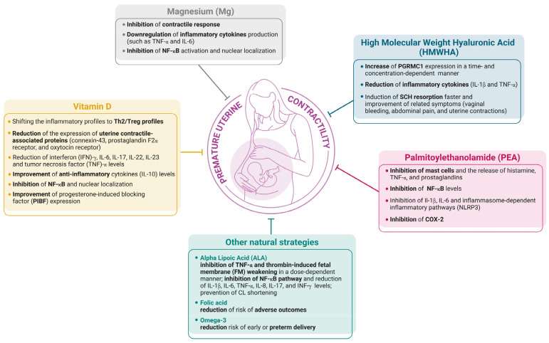 Synergic activity of natural molecules to counteract premature uterine contractility.