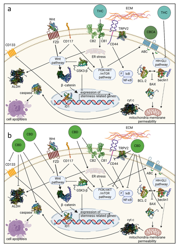 Some of the genetic pathways and mechanisms affected by phytocannabinoids: THC and CBCA (a) and CBD (b) that are associated with ovarian cancer stem cell state. Receptors are illustrated in cases where receptor involvement in activity was suggested. ABC, ATP-binding cassette transporter; ALDH, aldehyde dehydrogenase; BCL-2, the activity of B-cell lymphoma-2; CB1, cannabinoid receptor type 1; CB2, cannabinoid receptor type 2; CBCA, cannabichromenic acid; CBD, cannabidiol; CD, clusters of differentiation; cyt c, cytochrome c; ECM, extracellular matrix; ER stress, endoplasmic reticulum stress; FZD, Wnt frizzled receptor; HH-GLI, Hedgehog-GLI; ID1, an inhibitor of DNA binding; THC, Δ9-trans-tetrahydrocannabinol; TRPV2, transient receptor potential cation channel subfamily V member 2. Created with BioRender.com (accessed on 29 August 2022).