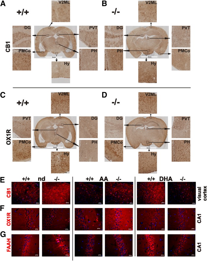 Distribution of CB1 and OX1R in coronal section of brain of nd-WT (A, C) (Bregma −2.8 mm) and -fads2−/− (B, D) (Bregma −2.3 mm) mice. A–D: Sections were stained with anti-CB1- (A, B) and anti-OX1R-antibodies (C, D) and HRP-tagged secondary antibody (n = 3). Encased areas are magnified regions of dentate gyrus (DG), hypothalamus (Hy), posterior hypothalamus (PH), posteromedial cortical amygdaloid nucleus (PMCo), paraventricular nucleus of the thalamus (PVT), subparaventricular zone (SBPV), and visual cortex 2 mediolateral (V2ML). E–G: IHC localization of CB1, OXR1, and FAAH in sections of brain of nd-, ω6-AA-, and ω3-DHA-WT and -fads2−/− mice. Visual cortex with anti-CB1 (E), CA1 with anti-OX1R (F), and CA1 with anti-FAAH (G). Cy3-labeled secondary antibody was used (n = 3).