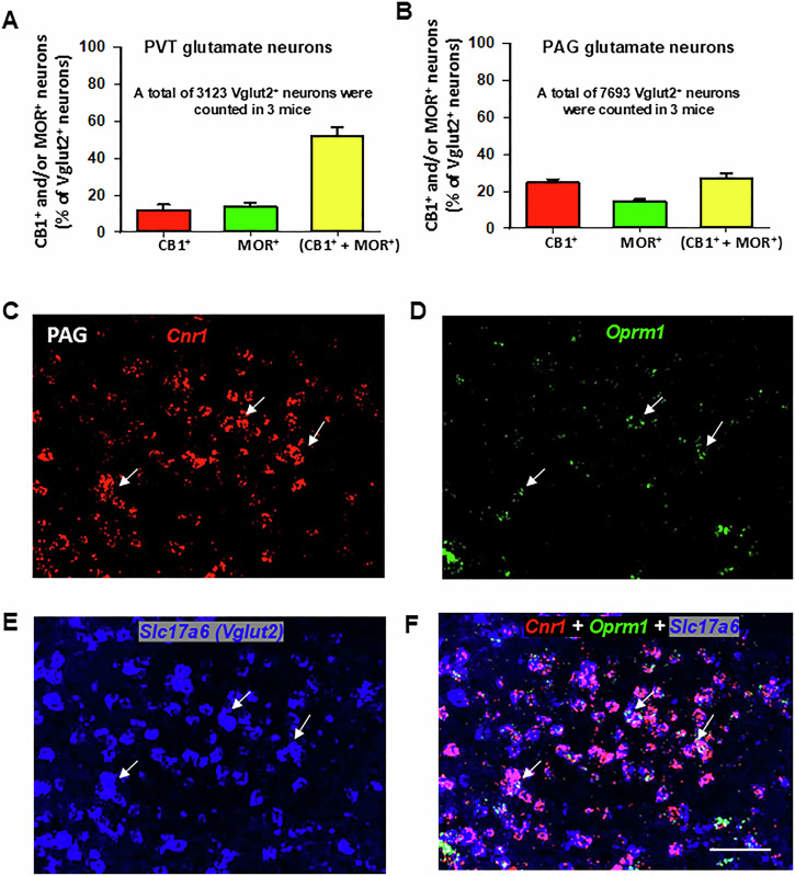 Glutamatergic CB1R and MOR expression and their colocalization in the PVT and PAG of wild-type (MOR-flox and CB1-flox) mice.A, B Quantitative cell counting results showing that ~50% (51.57 ± 5.33%) of Vglut2+ glutamate neurons in the PVT (A) and ~25% (27.16 ± 2.29%) in the PAG (B) co-express CB1R and MOR. In the PVT, ~12% of Vglut2+ neurons express CB1R and ~14% express MOR alone, whereas in the PAG, about 25% of Vglut2+ neurons express CB1R and ~15% express MOR alone. C–E Representative high-magnification (40×) images illustrating Cnr1 (C, red), Oprm1 (D, green), and Slc17a6 (E, blue) in the PAG. F Overlay image showing that a small subset of Vglut2+ glutamate neurons co-express CB1R and MOR mRNA (highlighted by white arrows). Scale bar: 50 μm.