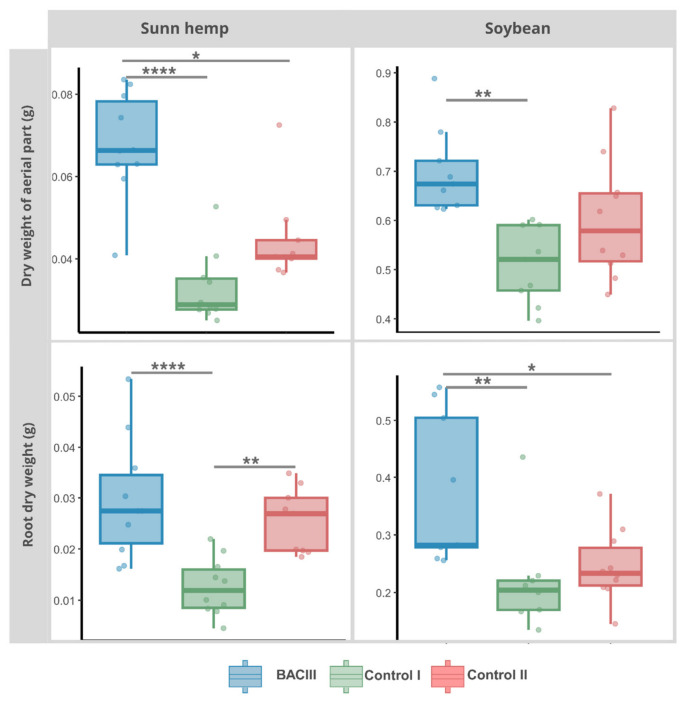 Effect of Bacillus siamensis BACIII treatment on the dry weight of shoots and roots of two agricultural plant species. The figure presents shoot dry weight (g) and root dry weight (g) of sunn hemp (Crotalaria juncea, cv. C52333-C) and soybean (Glycine max, cv. Brasmax Olimpo IPRO 80I82RSF) under three treatments: BACIII (bacterial inoculation), Control I (water only), and Control II (culture medium without bacteria). Asterisks denote statistically significant differences between treatments within the same species and parameter (p ≤ 0.05), based on ANOVA followed by Tukey’s HSD test or Kruskal–Wallis followed by Dunn’s multiple comparison test with Bonferroni correction: “*” p = 0.05–0.02; “**” p = 0.01; “****” p = 0.0001. Sample size per treatment: n = 9 for soybean in BACIII, Control_I, and sunn hemp Control_II; n = 10 for sunn hemp in BACIII and Control_I, and soybean Control_I.