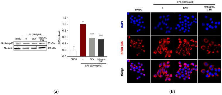 Effect of CSE on NF-κB activation in LPS-induced RAW264.7 cells. (a) Evaluation of NF-κB p65 expression in the nuclear compartment of RAW264.7 cells by Western blotting. **** p < 0.0001 (vs. LPS). (b) Visualization of NF-κB localization using fluorescence microscopy after staining for NF-κB p65 (red). Cell nuclei were counterstained with DAPI (blue). Images were captured at 40× magnification.