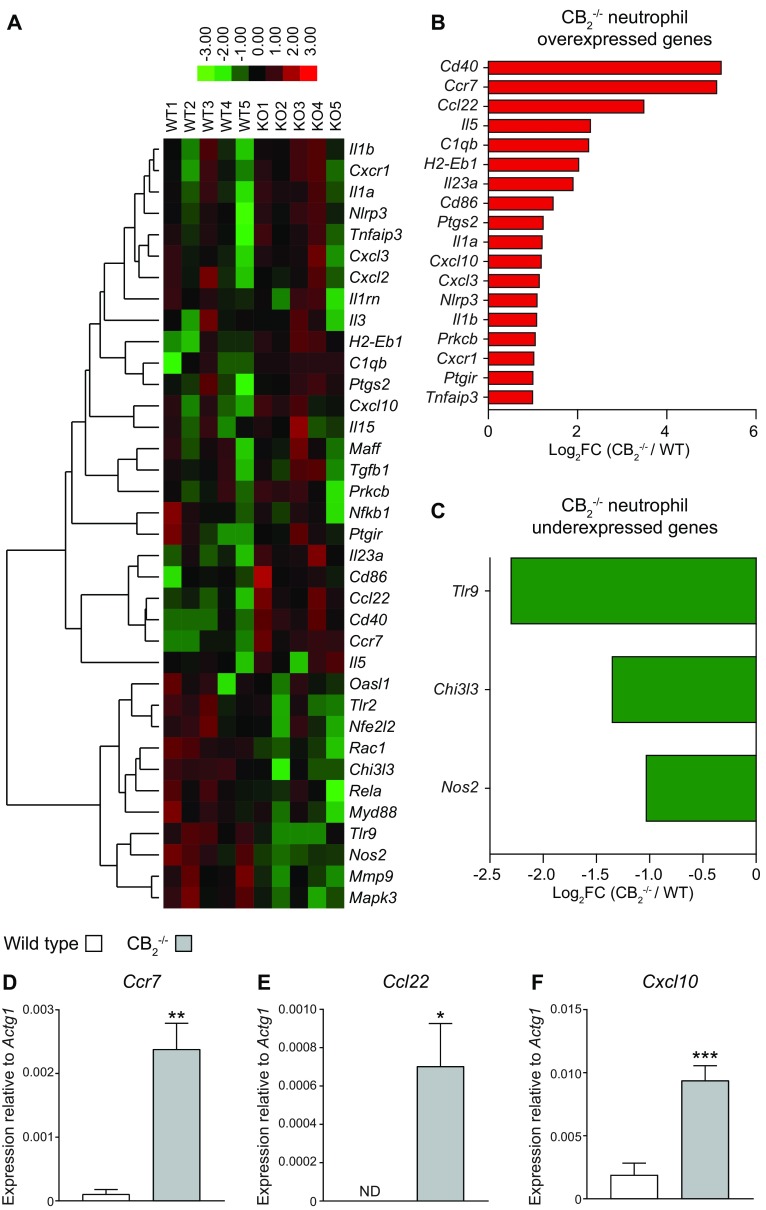 CB2−/− neutrophils from dorsal air pouches display higher expression of migration-related molecules. Dorsal air pouches of 8–10-wk-old female WT and CB2−/− mice were injected with 100 μg Zymosan and lavaged 6 h later. Recruited neutrophils were purified with negative selection, and their transcriptome was profiled with the nCounter Gene Expression Kit. A) 36 genes were differentially expressed (DE) in CB2−/− neutrophils. Spearman correlation and average linkage were chosen as the clustering parameters in the heatmap. Each row represents 1 gene, and each column represents neutrophils isolated from an independent WT or CB2−/− animal. B–F) List of at least 2-fold up-regulated (B) and down-regulated (C) DE genes in CB2−/− neutrophils. Ccr7 (D), Ccl22 (E), and Cxcl10 (F) gene expression was validated by qPCR. Data are means + sem (n = 5 independent neutrophil purifications/genotype). Statistical analysis was conducted by a 1-tailed Student’s t test with Welsh’s correction. *P < 0.05, **P < 0.01, ***P < 0.001,