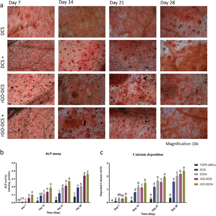 Panel a displays four rows and four columns of microscope images showing stained samples for DCS, DCS plus, rGO-DCS, and rGO-DCS plus at days seven, fourteen, twenty-one, and twenty-eight, highlighting increasing red and black staining over time. Panel b is a bar graph comparing ALP activity levels across five groups over time, with rGO-DCS plus showing the highest levels at day twenty-eight. Panel c is a bar graph illustrating calcium deposition by group and day, where rGO-DCS plus registers the greatest calcium deposition at day twenty-eight.